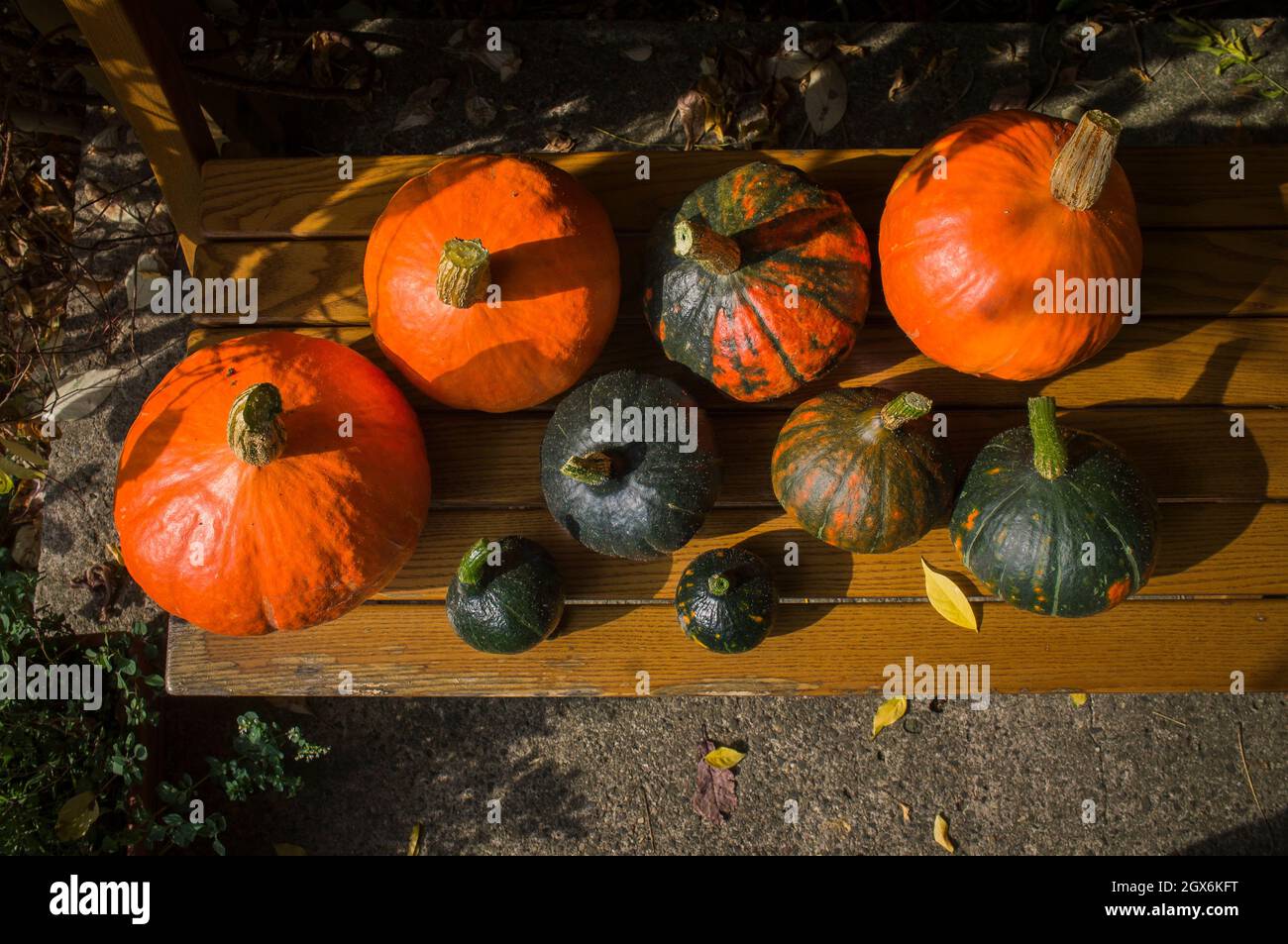 Orange and green Hokkaido pumpkin, pumpkins, on a wooden bench, Cucurbia  maxima, October 4, 2021 (CTK Photo/Libor Sojka Stock Photo - Alamy