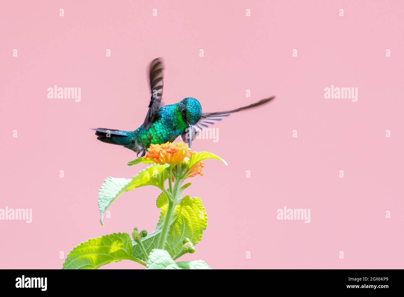 A Blue-chinned Sapphire hummingbird, chlorestes notata, feeding on orange Lantana flowers isolated on a pink background. Stock Photo