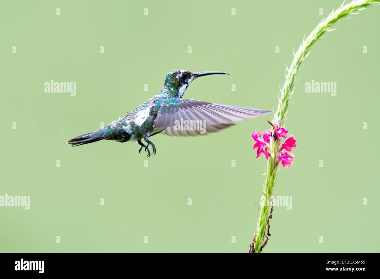 A juvenile Black-throated Mango hummingbird (Anthracothorax nigricollis) feeding on a pink Vervain flower. Stock Photo