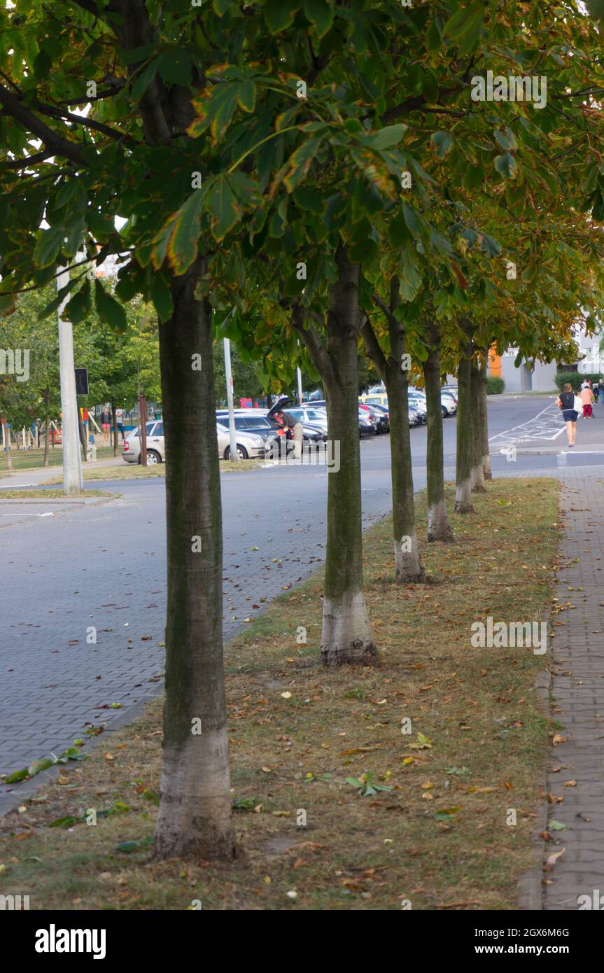 Row of trees next to a sidewalk Stock Photo Alamy