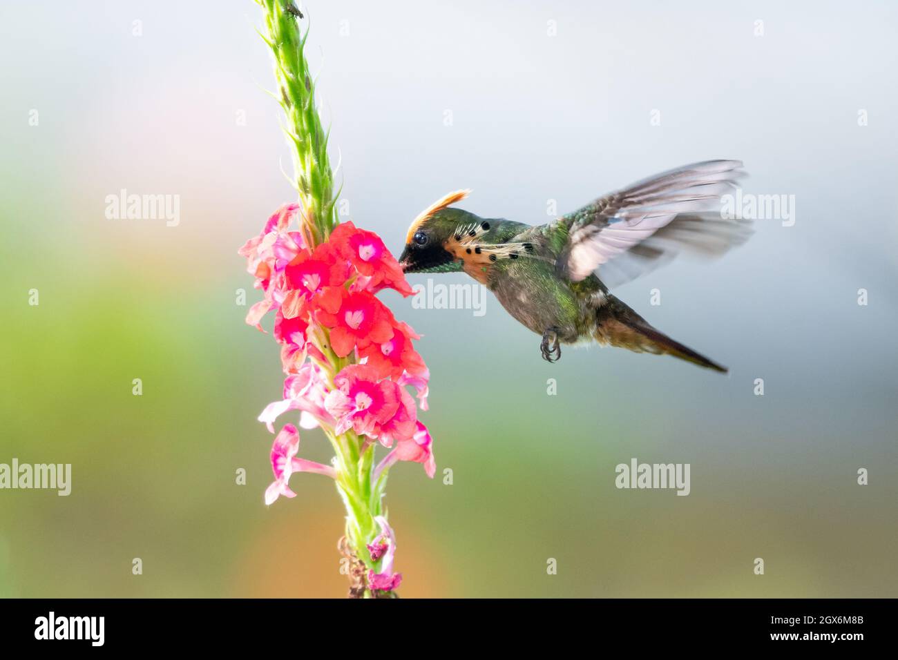 Smallest bird in the world hi-res stock photography and images - Alamy