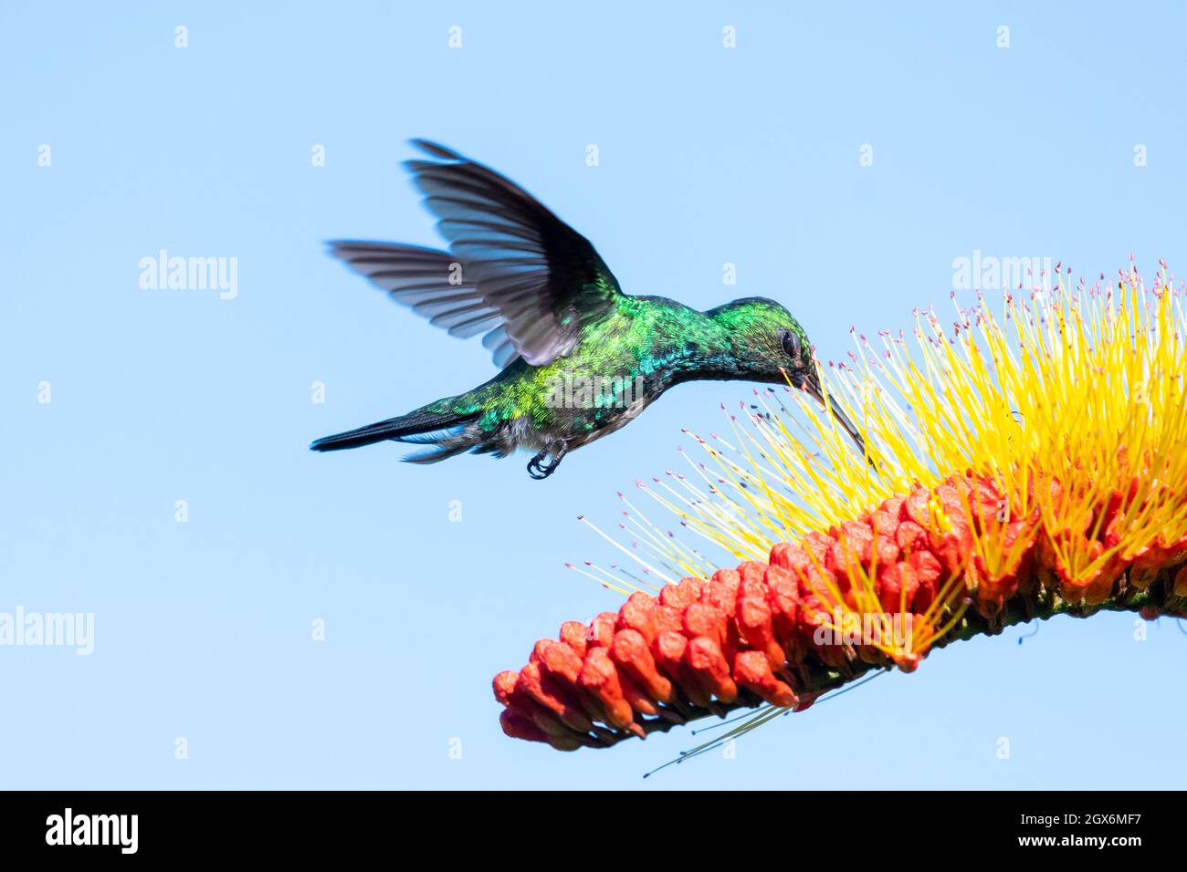 A Blue-chinned Sapphire hummingbird feeding on a tropical Combretum (Monkey Brush) flower isolated in the blue sky Stock Photo