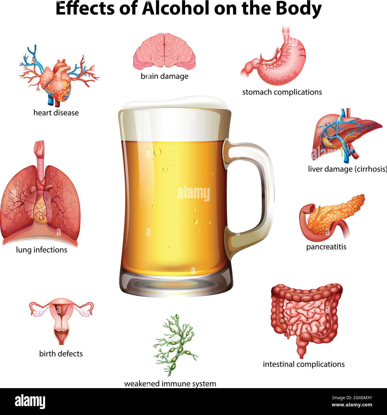 Effects of alcohol on the body Stock Vector