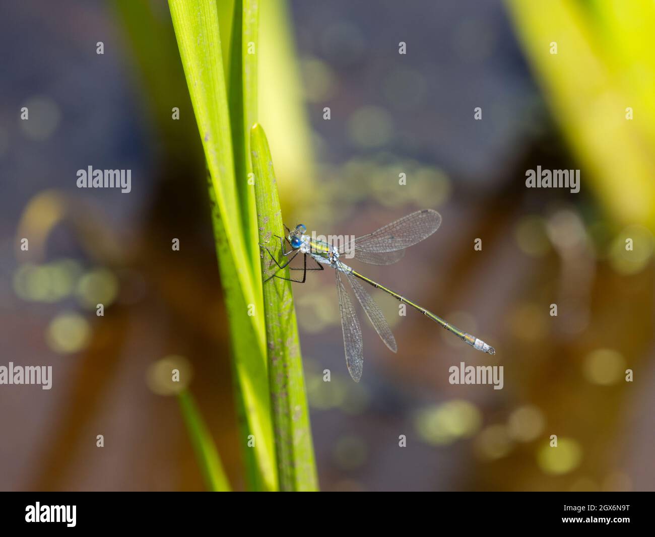 Male Emerald Damselfly (Lestes sponsa) perched on pond-side vegetation at Smestow Valley nature reserve, Wolverhampton,UK Stock Photo