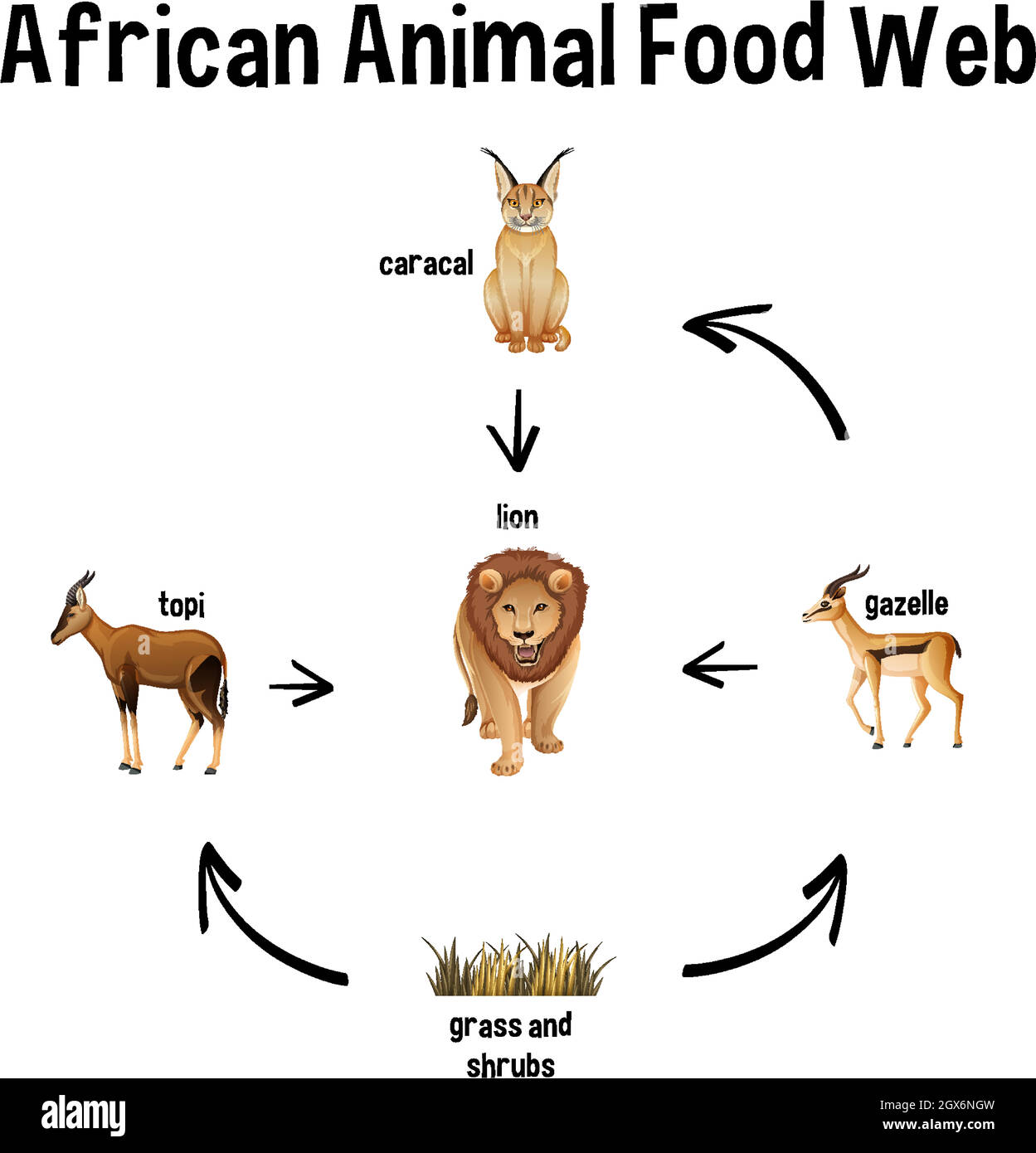 Animal food chain lion hi-res stock photography and images - Alamy