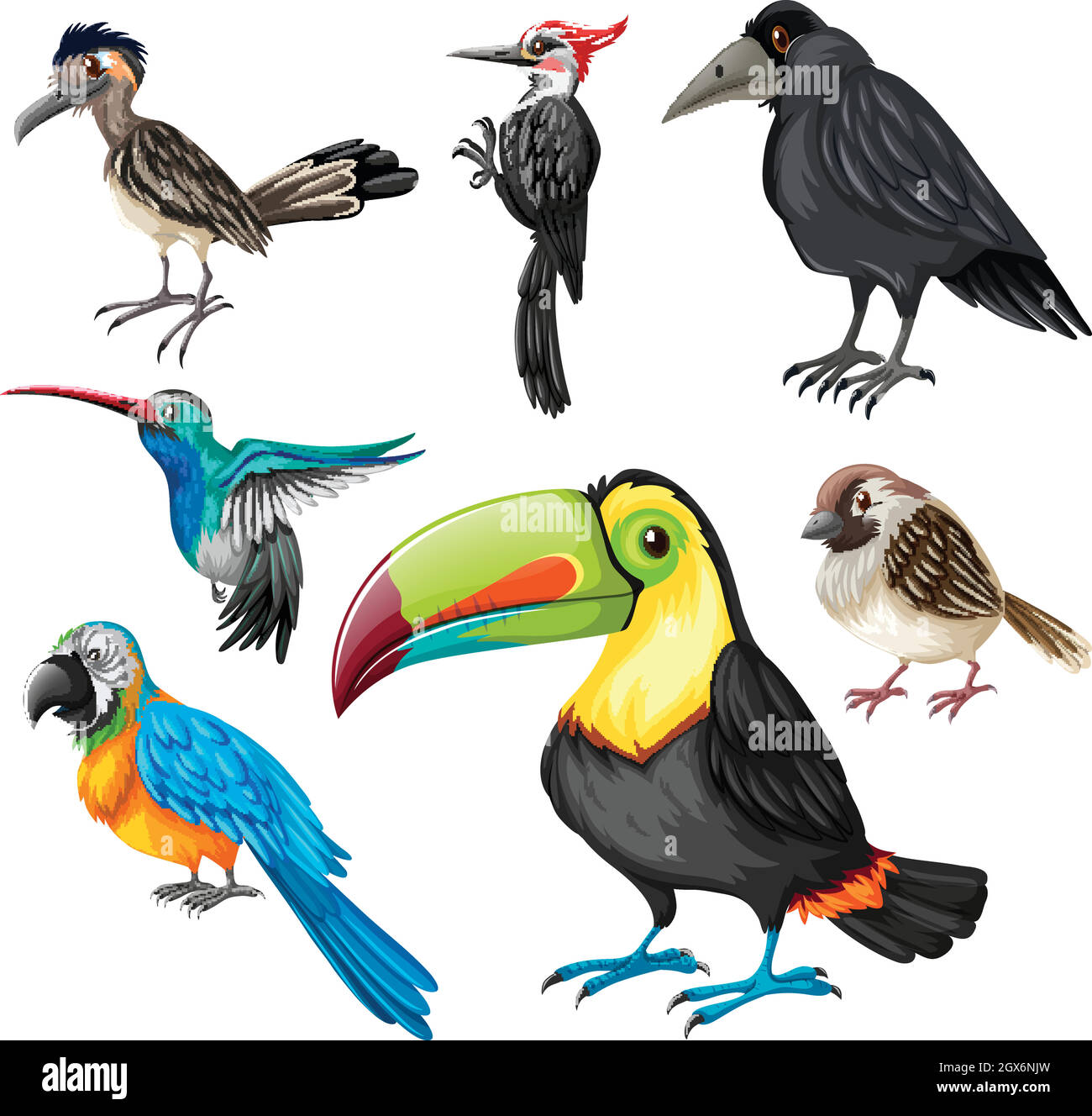 Different types of wild birds Stock Vector Image & Art Alamy