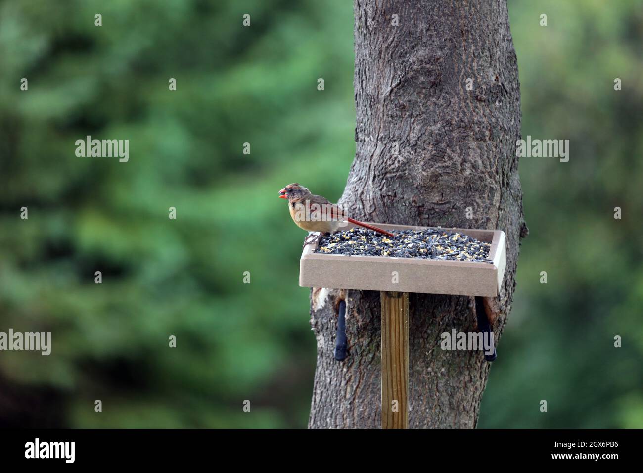 A female Cardinal eating bird seed at a platform feeder attached to a