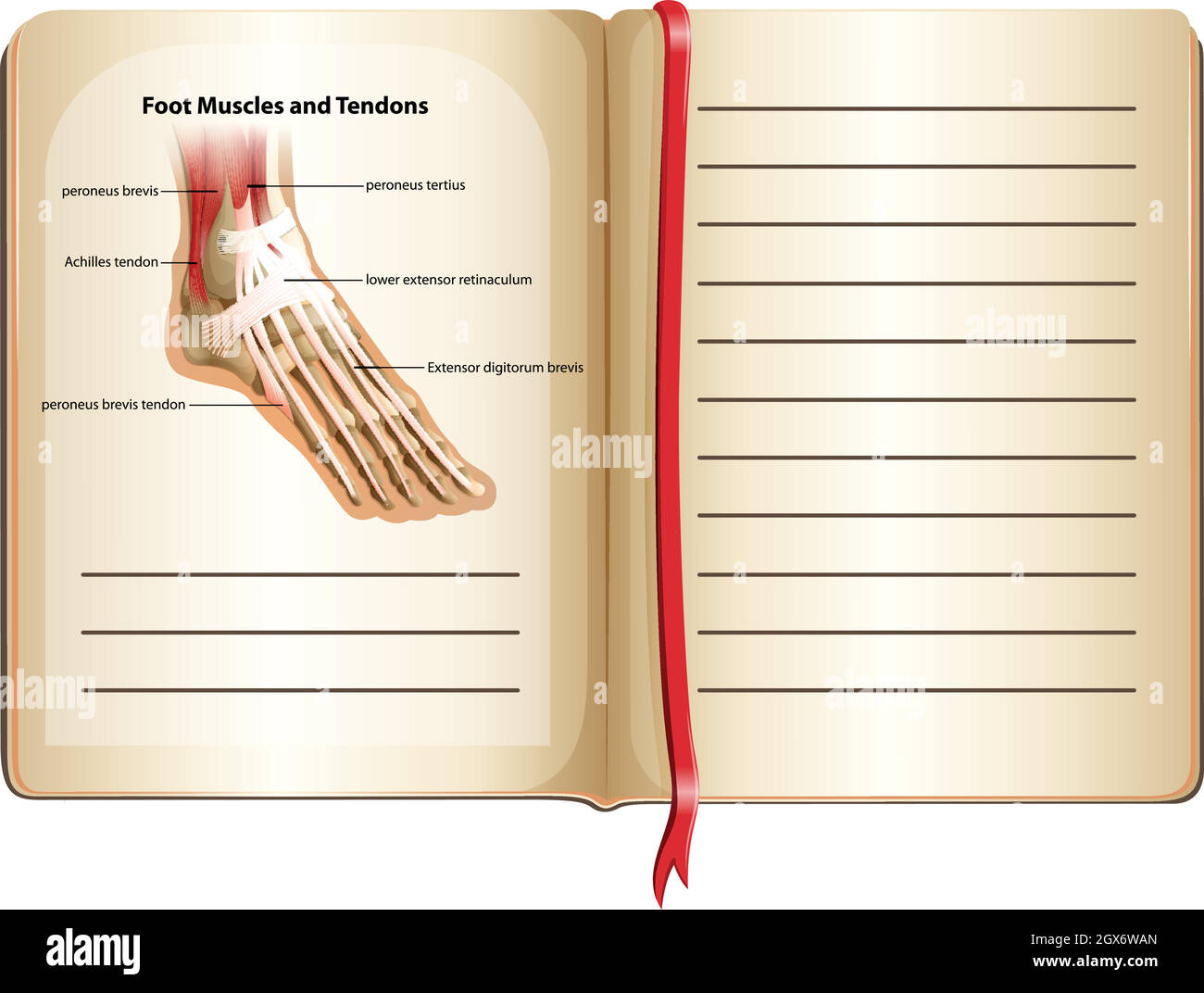 Foot muscles and tendons on page Stock Vector