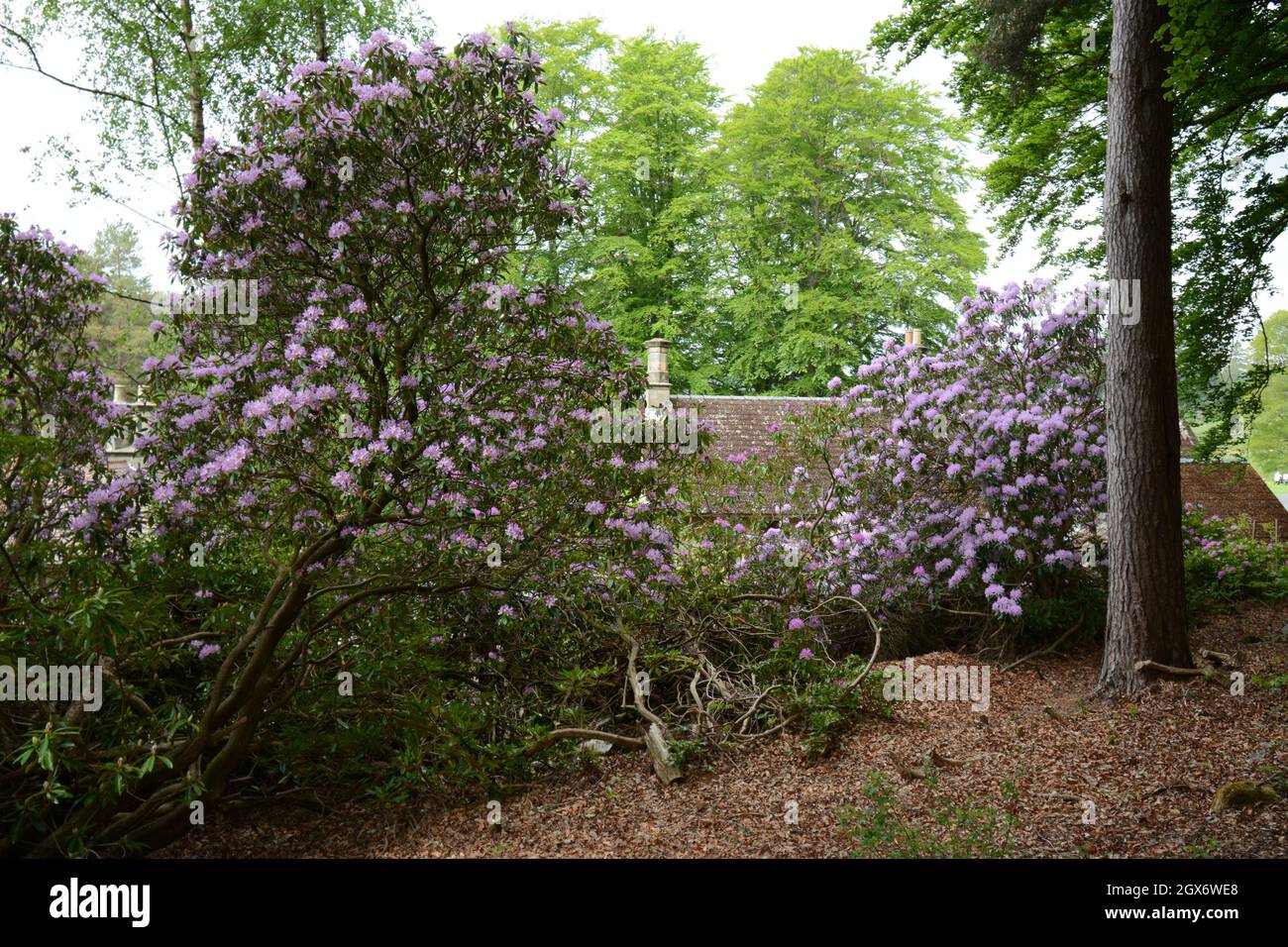 Rhododendrons at Cragside Northumberland UK colour pink trees tree ...