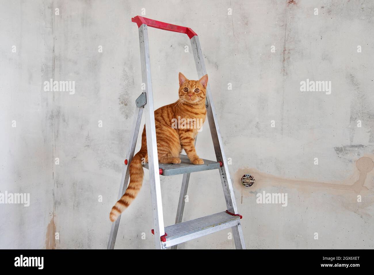 Young red tabby cat sits on top step of stepladder Stock Photo - Alamy