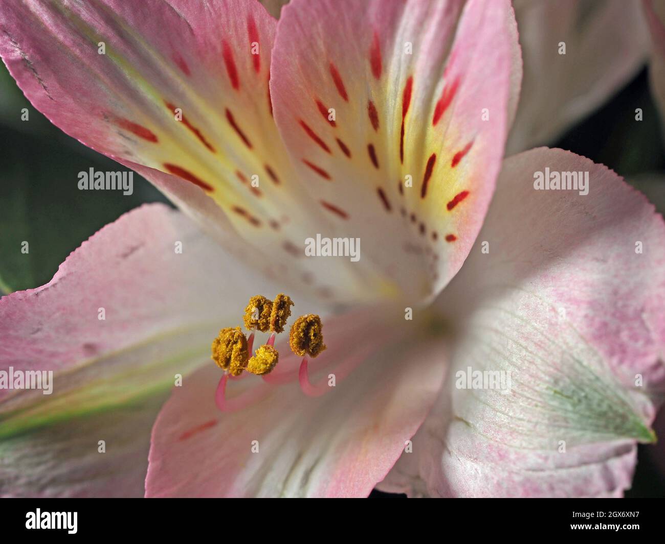 close-up detail of golden pollen stamens and petals of streaked pink exotic alstroemeria flower (Peruvian lily) Cumbria, England, UK Stock Photo