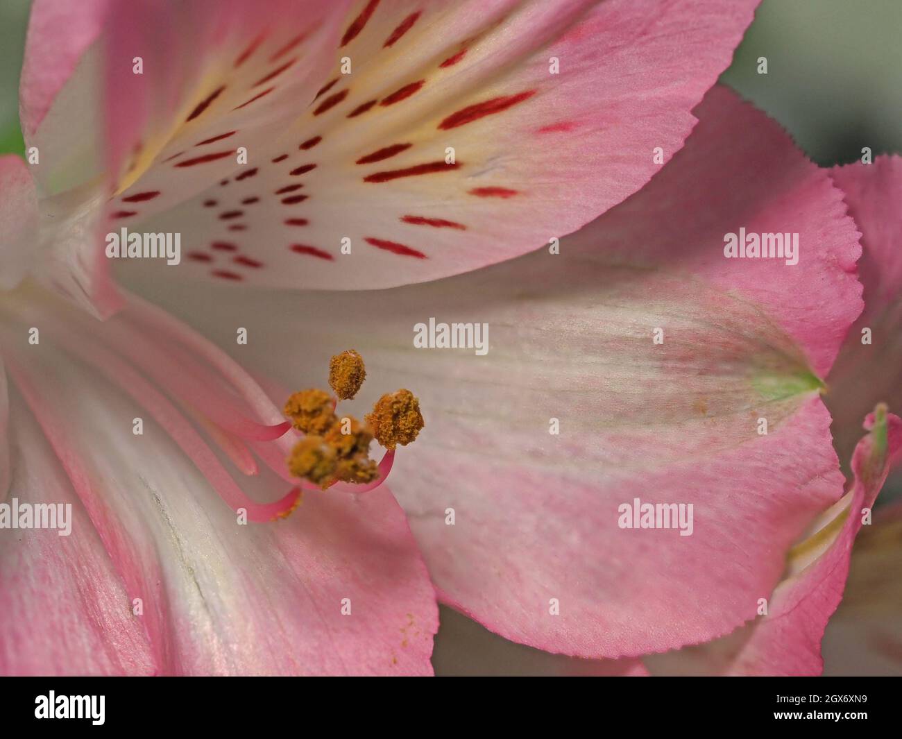 close-up detail of golden pollen stamens and petals of streaked pink exotic alstroemeria flower (Peruvian lily) Cumbria, England, UK Stock Photo