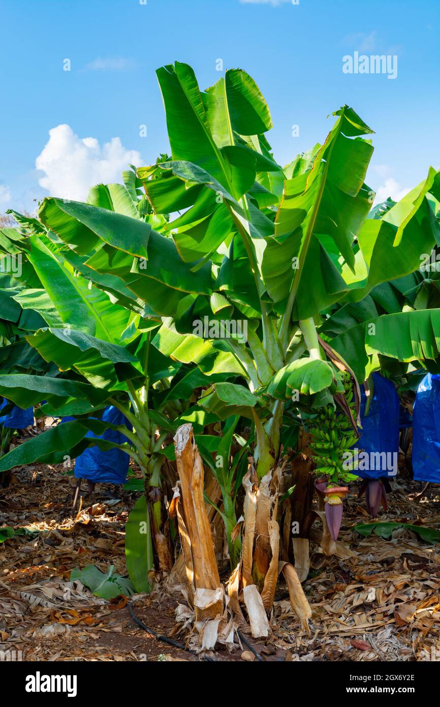 Banana trees plantations with clusters of green bananas tropical fruits