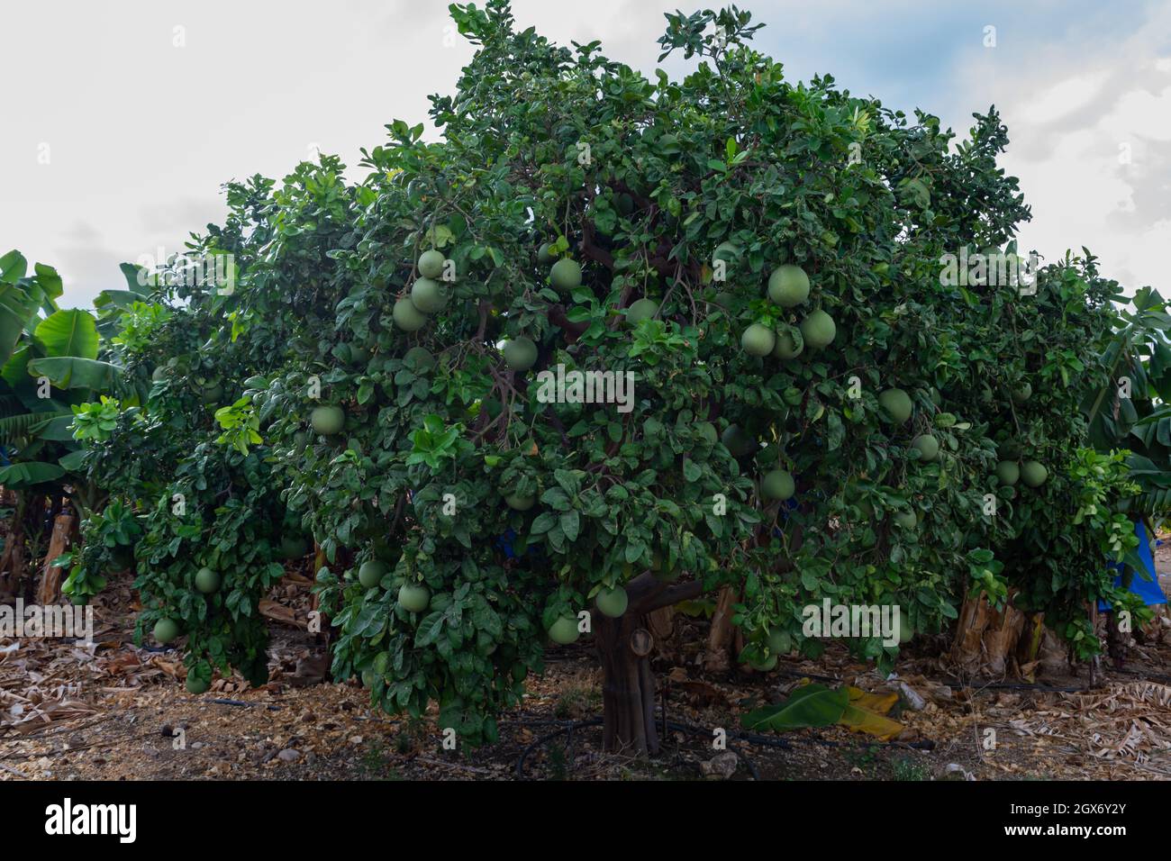 Big round pomelo tropical citrus fruits hanging on trees on pomelo