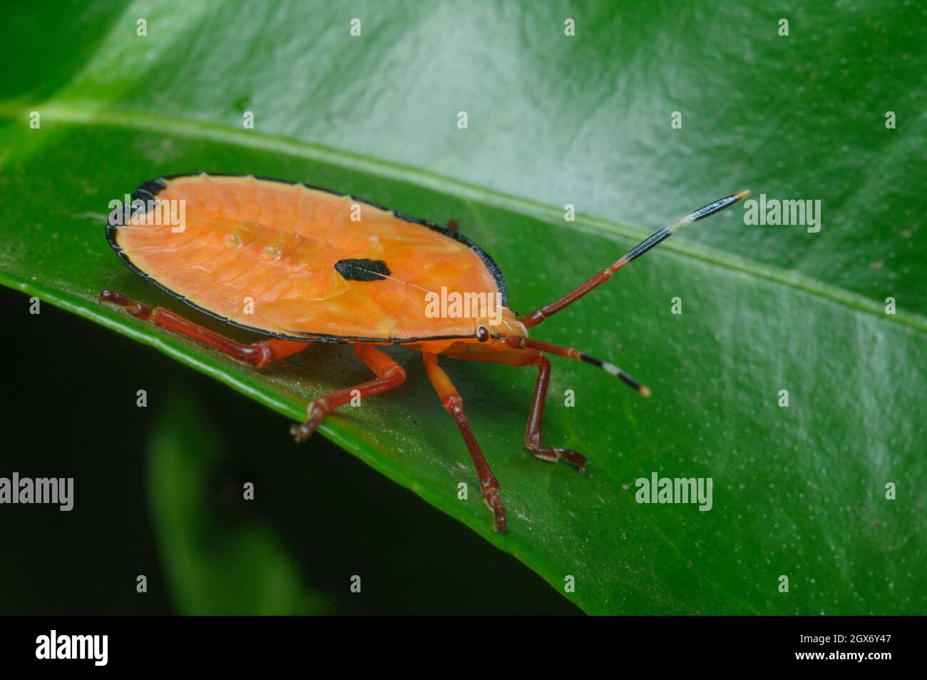 Bronze Orange Bug nymph, Musgraveia sulciventris,