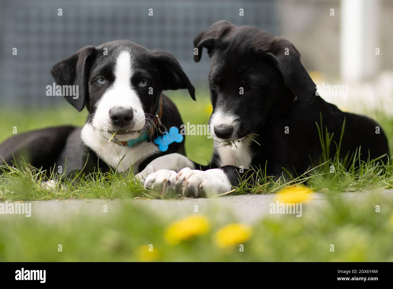 White and black dogs playing in a garden Stock Photo - Alamy