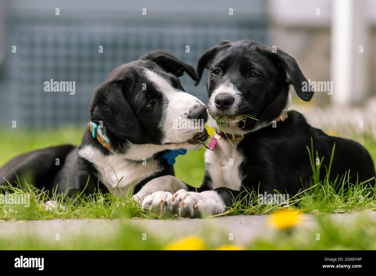 White and black dogs playing in a garden Stock Photo - Alamy
