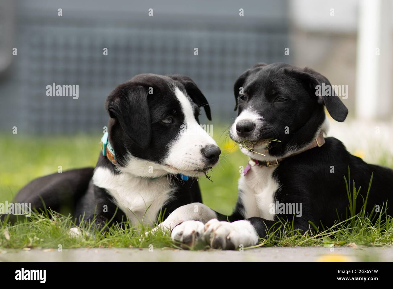 White and black dogs playing in a garden Stock Photo - Alamy