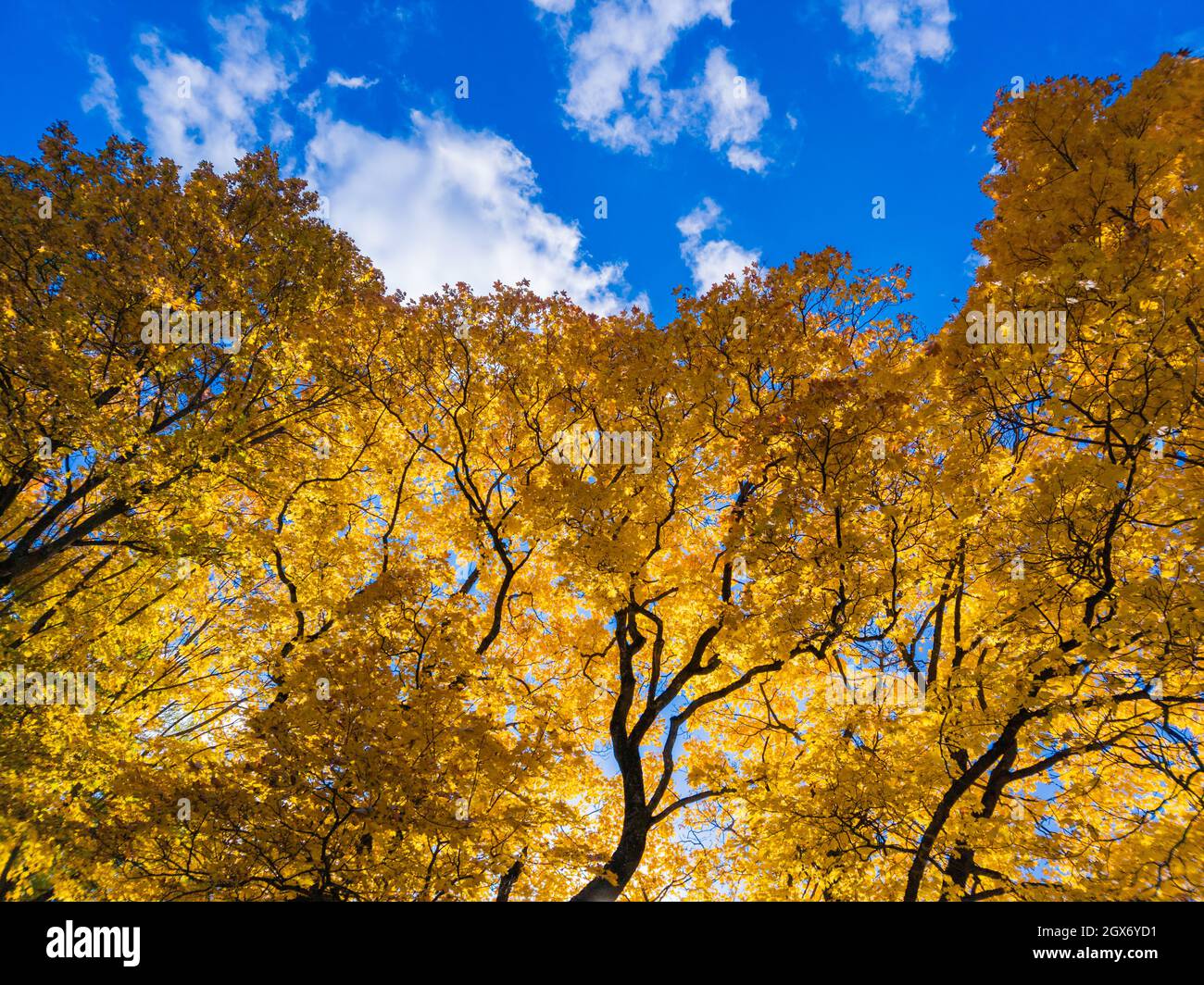 autumn vivid yellow maple tree on blue sky background - full frame ...