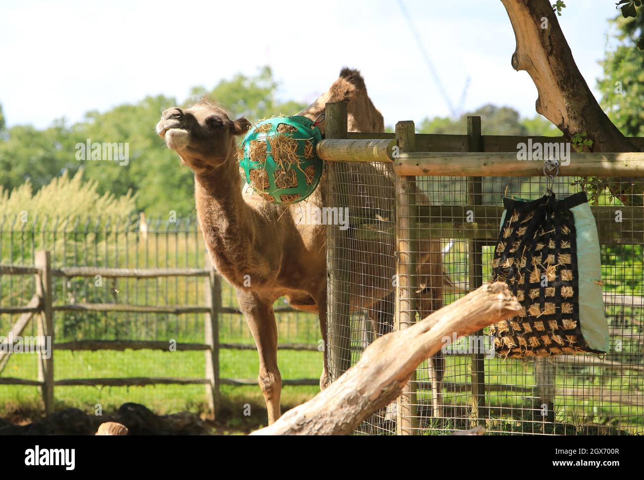 Bactrian camel munching hay, at London Zoo, in summer sunshine, UK Stock Photo
