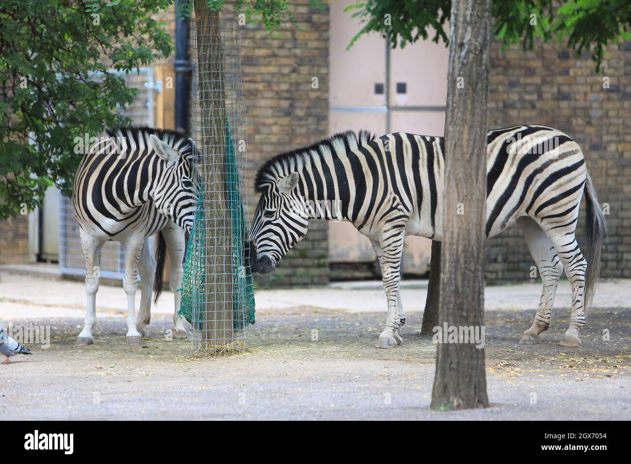 Zebras feeding at London Zoo, UK Stock Photo Alamy
