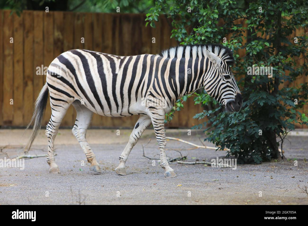 Zebra at London Zoo, UK Stock Photo Alamy