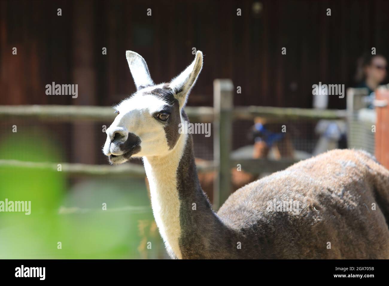 Llama in London Zoo, in summer sunshine, UK Stock Photo