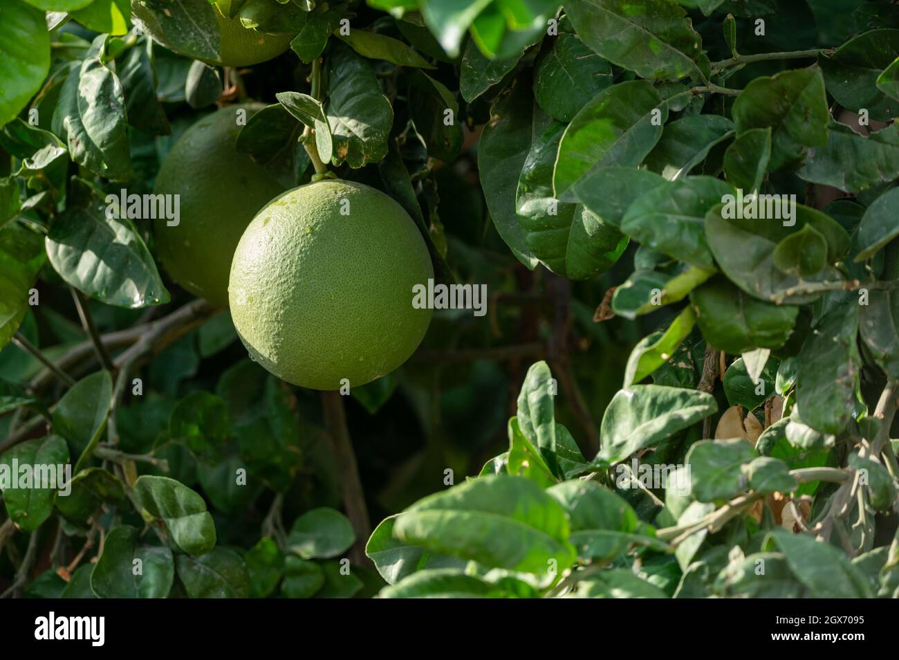 Big round pomelo tropical citrus fruits hanging on trees on pomelo