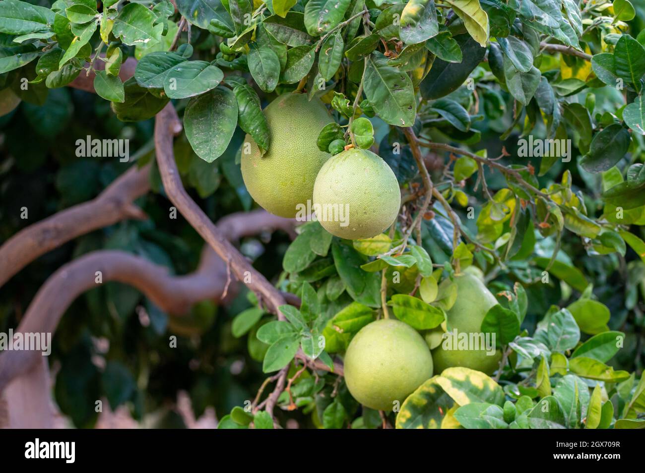 Big round pomelo tropical citrus fruits hanging on trees on pomelo ...