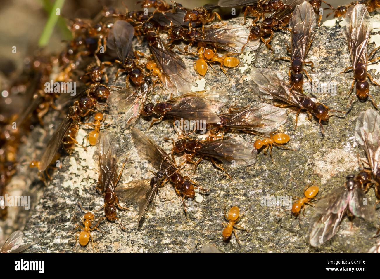 Citronella Ant Swarm (Lasius interjectus) Stock Photo