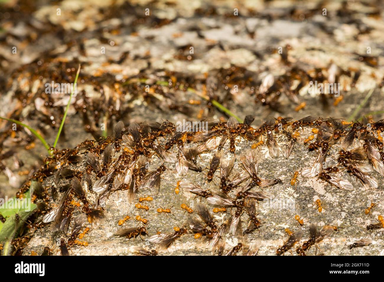 Citronella Ant Swarm (Lasius interjectus Stock Photo Alamy