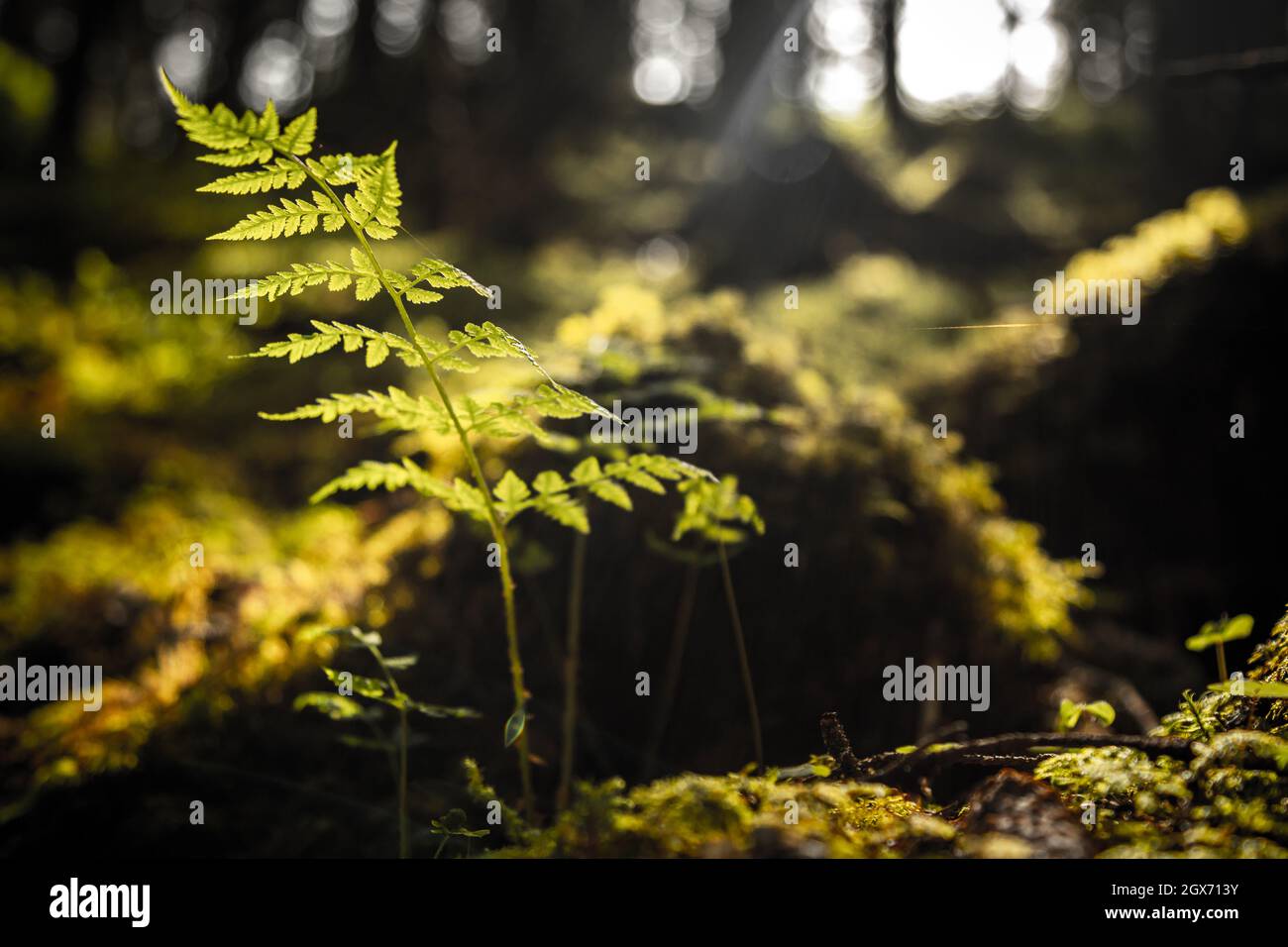 Is a fern with beautiful hi-res stock photography and images - Alamy