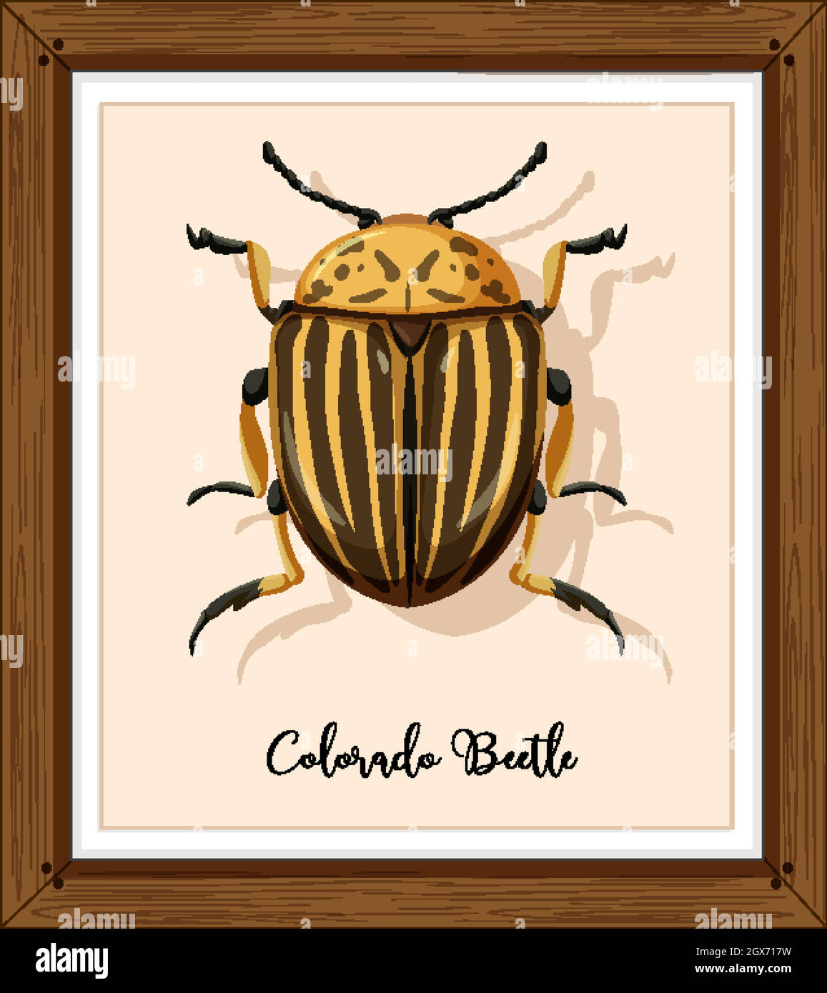 Colorado beetle on wooden frame Stock Vector