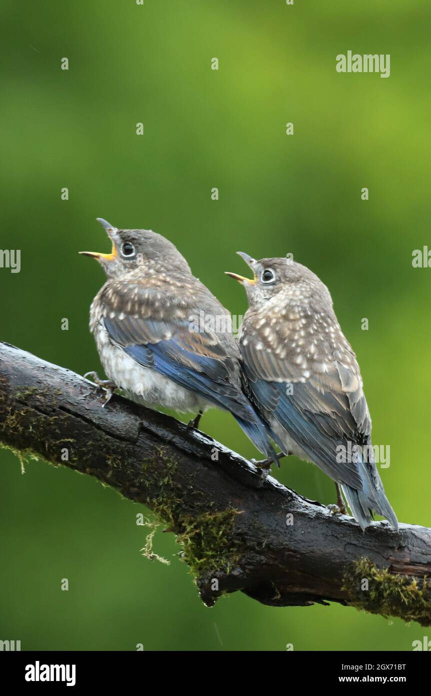 Begging bluebird fledglings hi-res stock photography and images - Alamy