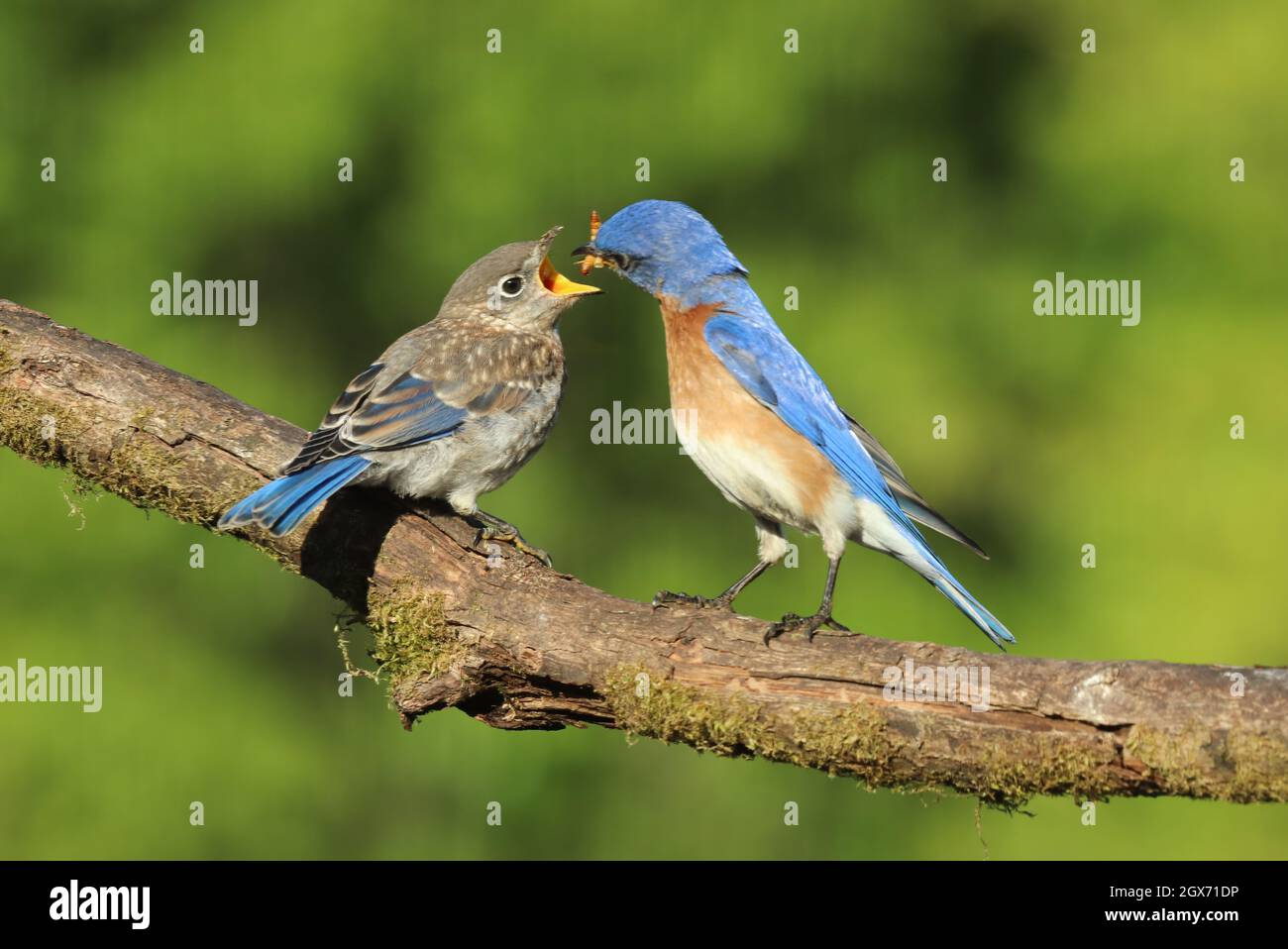 Eastern bluebird fledgling being fed Stock Photo - Alamy