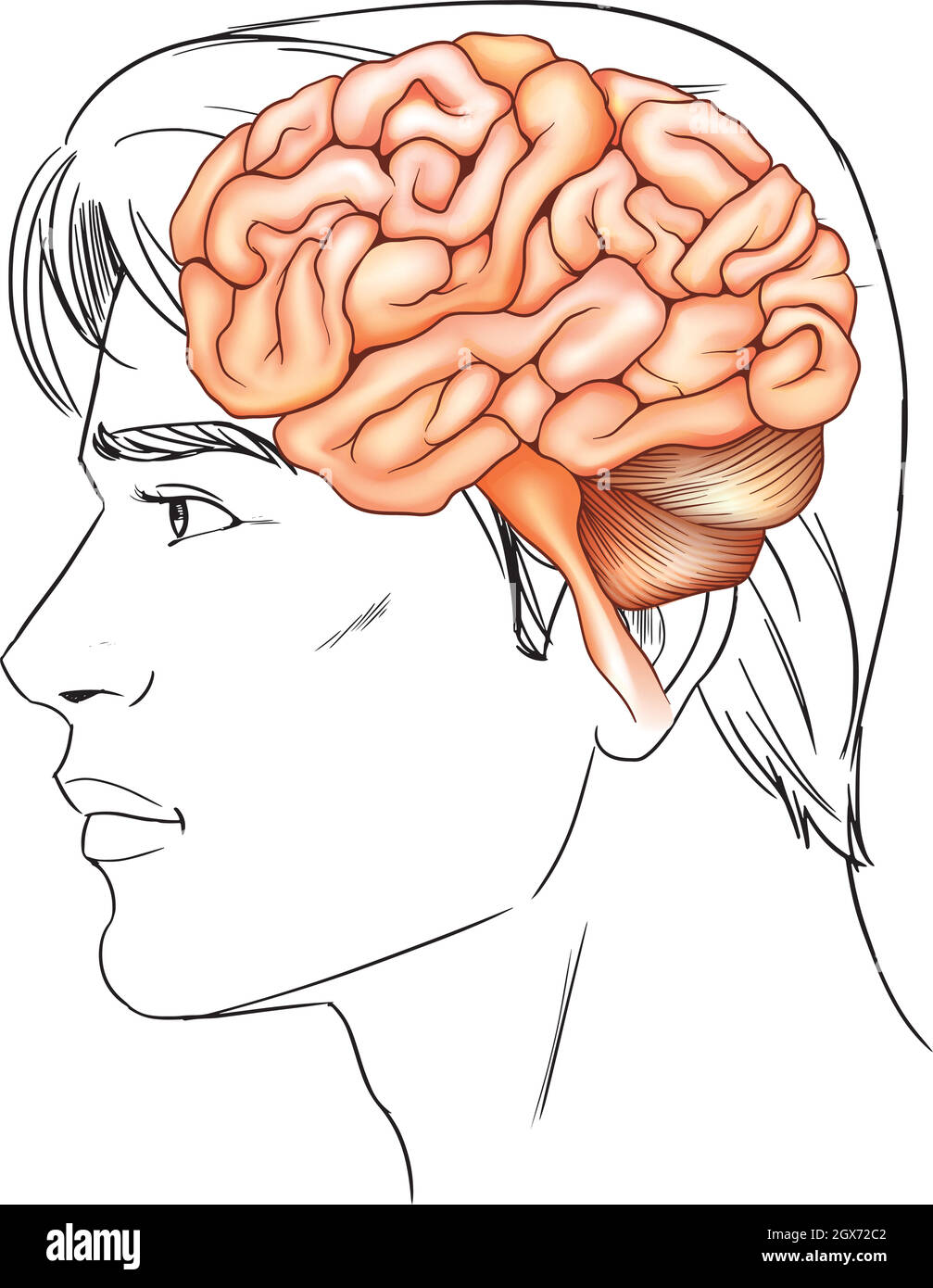 The human brain Stock Vector