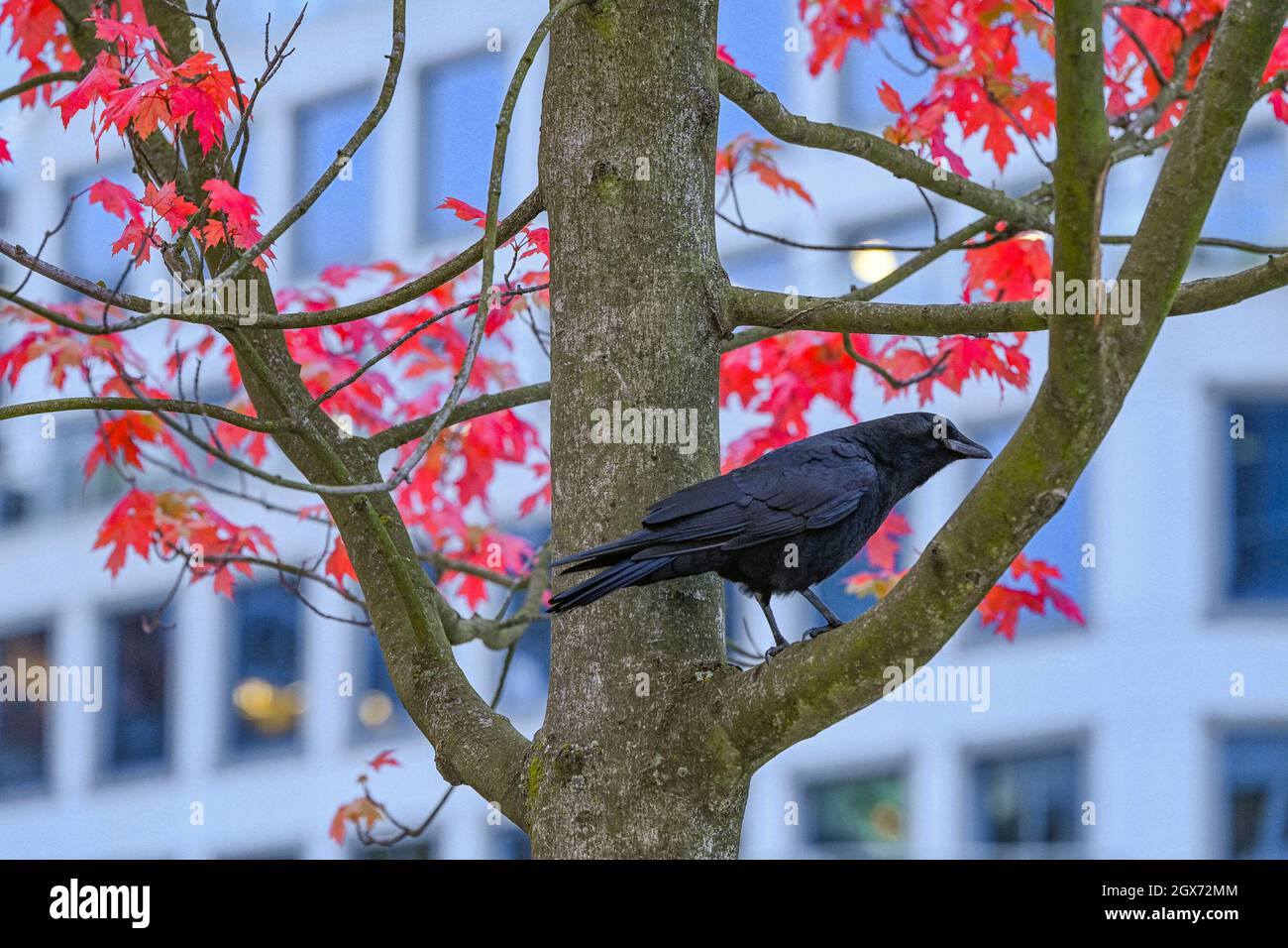 The foliage hi-res stock photography and images - Alamy