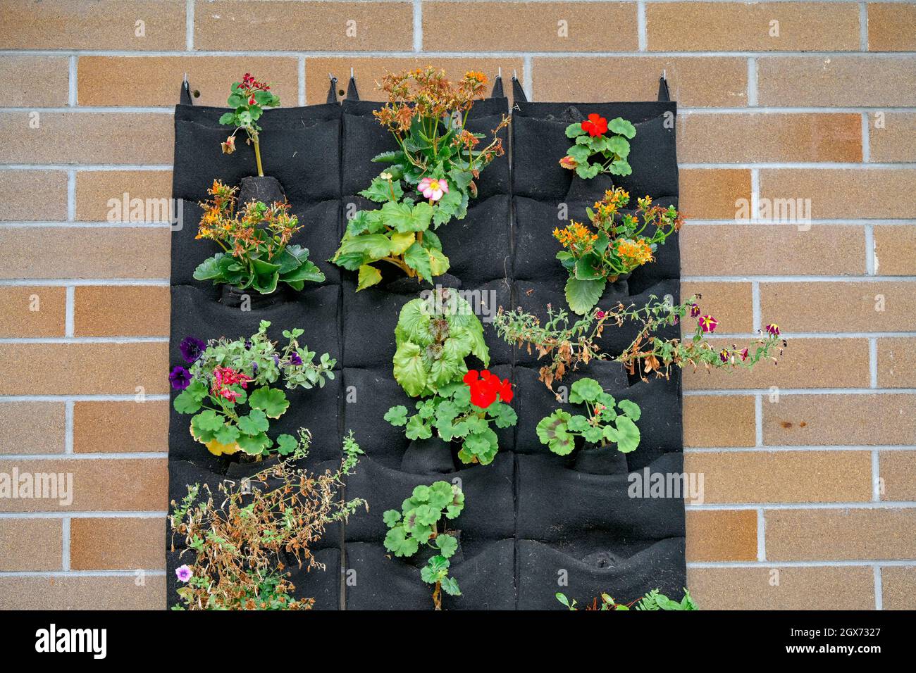 plants in pockets, living wall, vertical planting Stock Photo - Alamy
