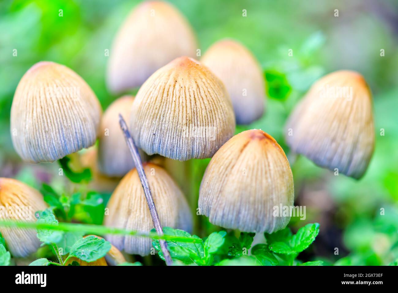 Coprinellus micaceus, Coprinus micaceus, commonly known as Glistening Inkcap, wild mushrooms Stock Photo