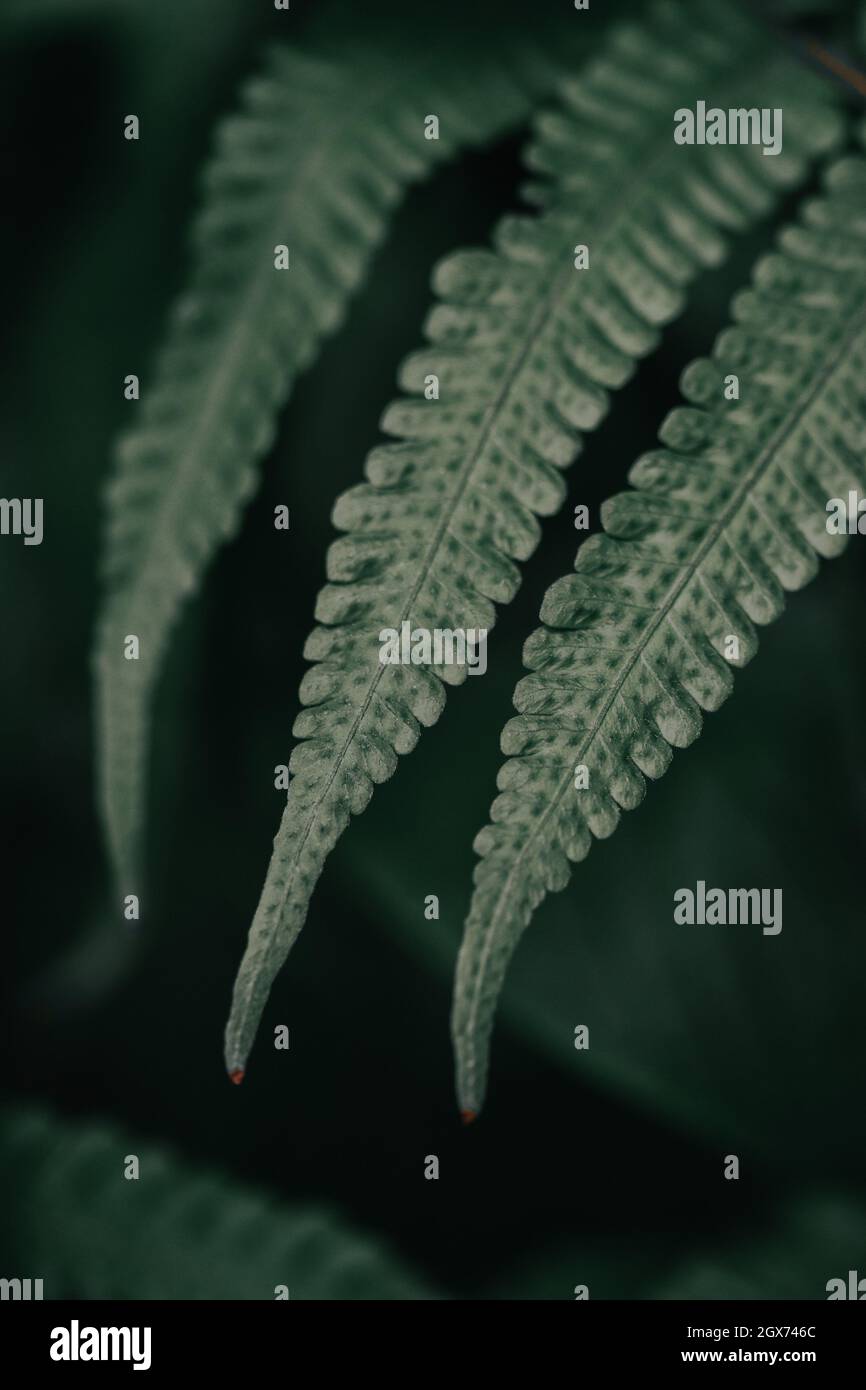 Closeup of Christella dentata fern fronds in the dark background Stock Photo