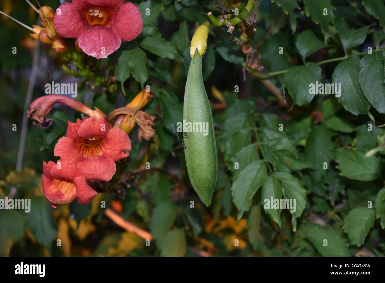 Chinese trumpet vine plant Stock Photo Alamy