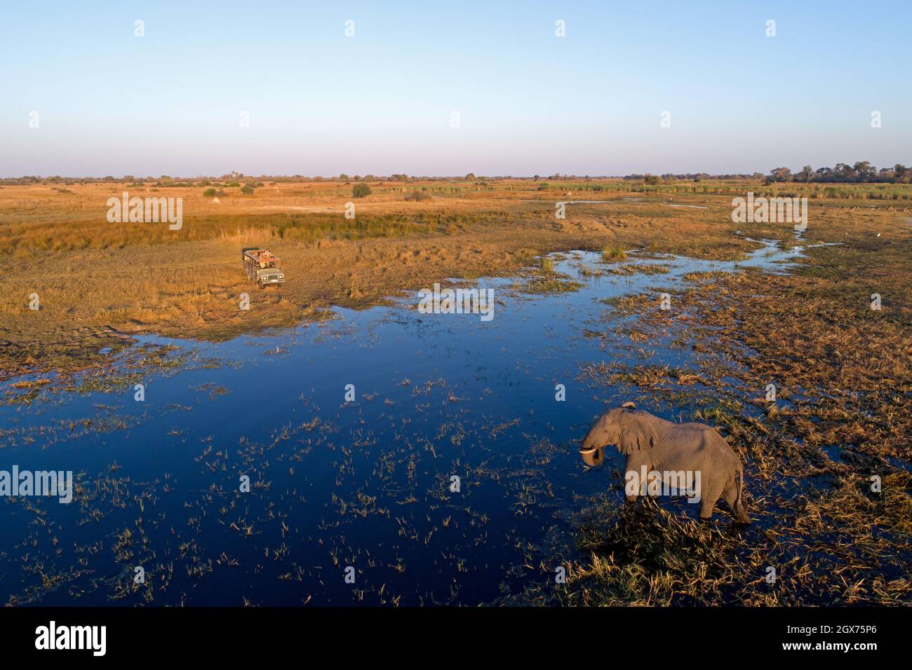 Elephant crossing river near safari vehicle, Botswana, Africa Stock Photo