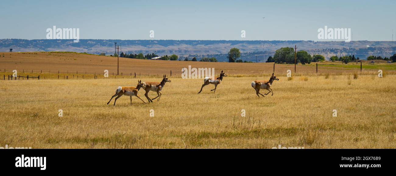 pronghorn, a type of antelope,  racing on the Montana grassy fields Stock Photo