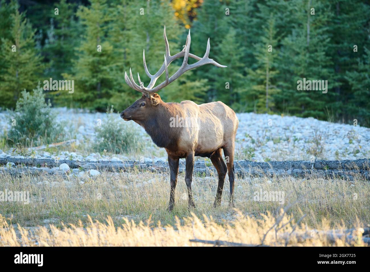 Elk (Wapiti), (Cervus canadensis) guarding his harem of cows, Bow River, Canmore, Alberta, Canada, Stock Photo