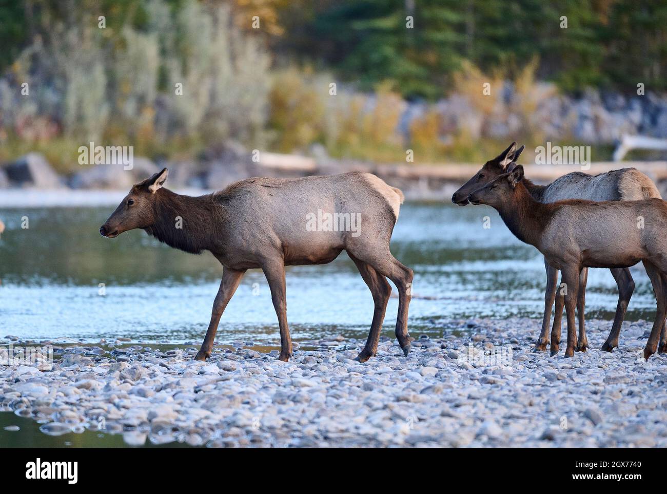 Elk (Wapiti), (Cervus canadensis)) crossing the Bow River, Canmore, Alberta, Canada, Stock Photo