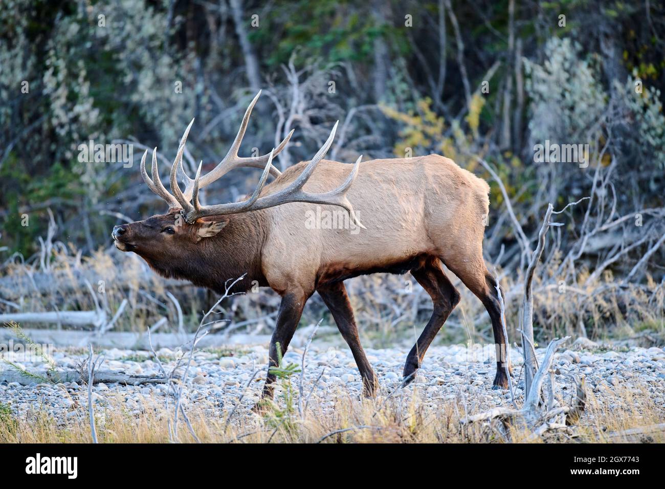 Bull Elk (Wapiti), (Cervus canadensis) guarding his harem of cows, Bow River, Canmore, Alberta, Canada, Stock Photo