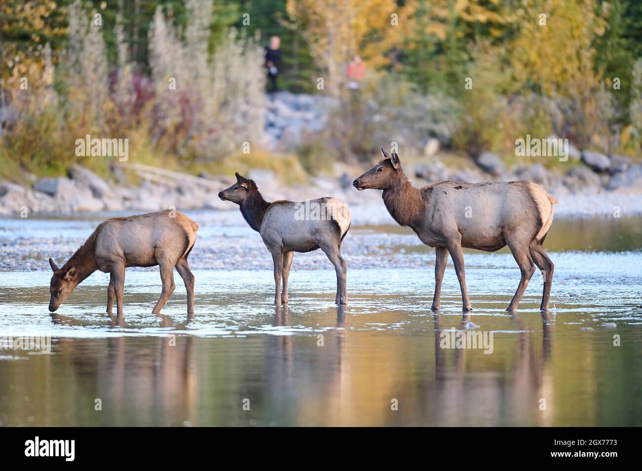 Elk (Wapiti), (Cervus canadensis) crossing the Bow River, Canmore, Alberta, Canada, Stock Photo