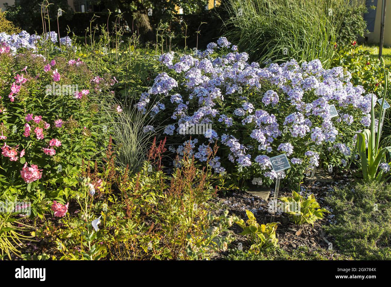 Blue phlox paniculata in a flower bed as a good solution for decorating a lawn Stock Photo