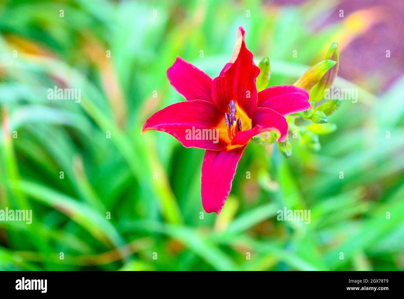 Red Tiger Lily on Green Stock Photo