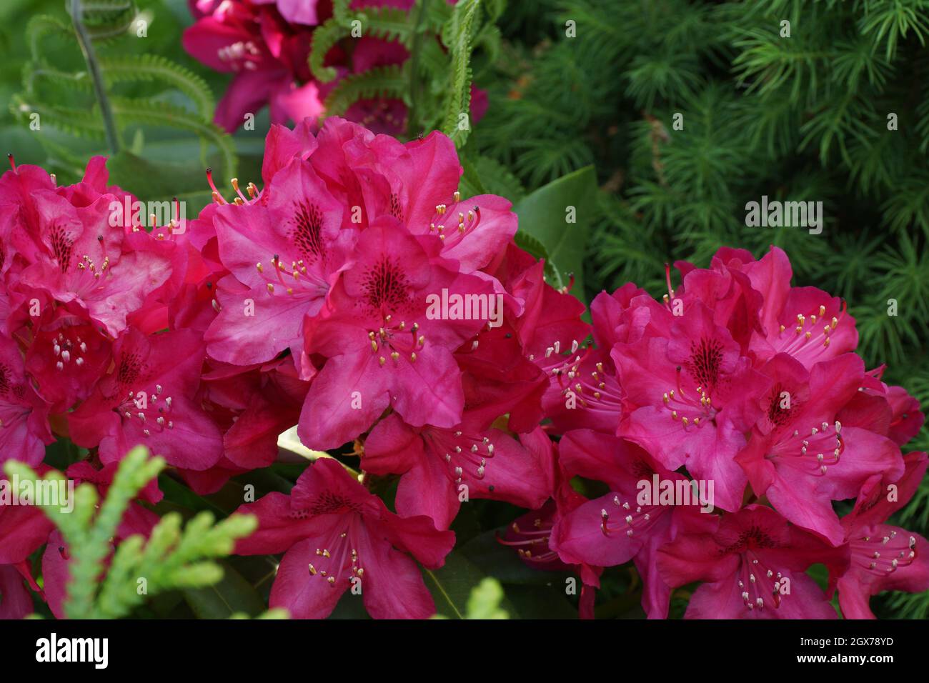 Red flowers on a green background.  Rhododendron Nova Zembla. Flower close-up. Stock Photo